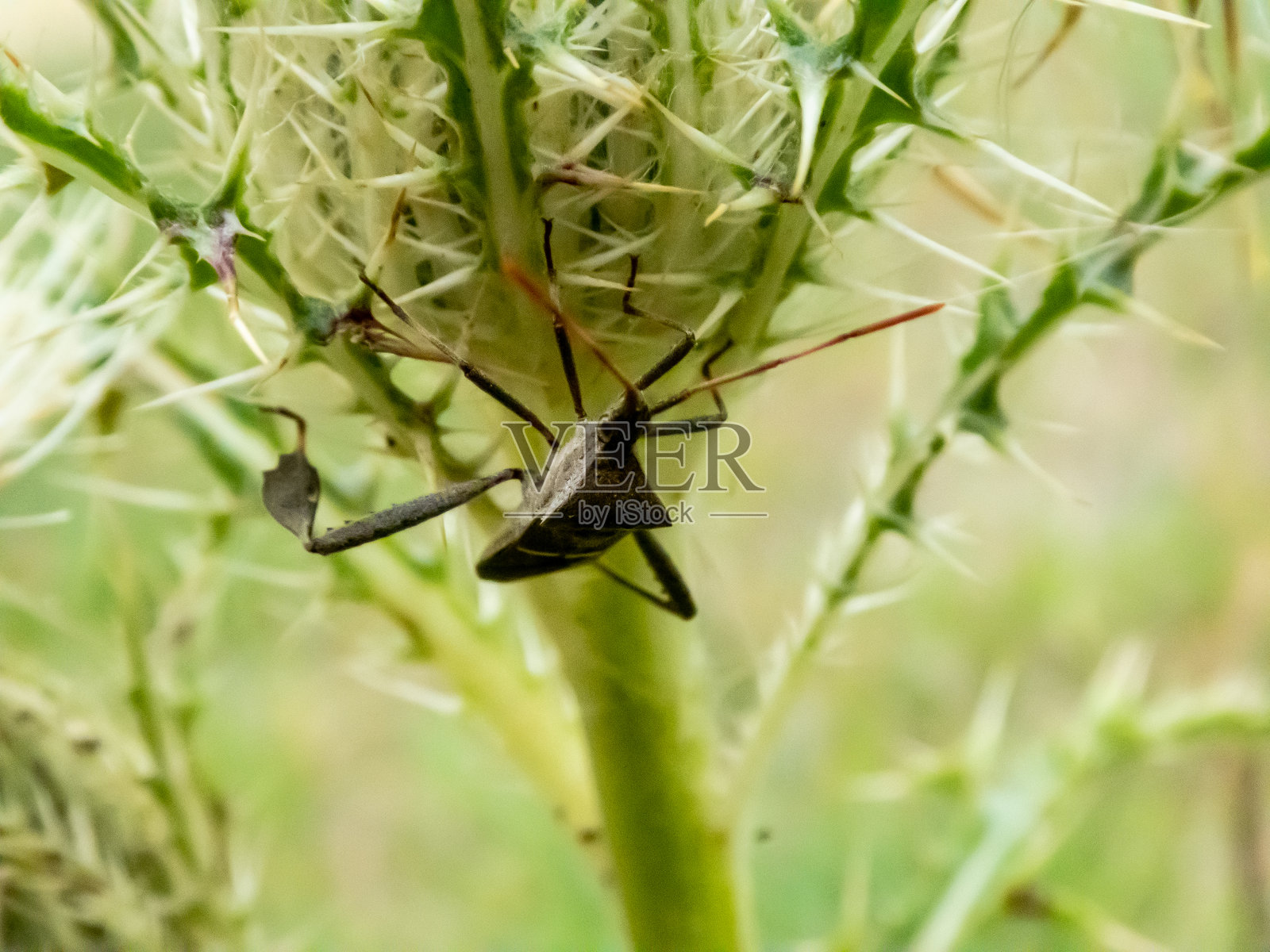 椿象2照片摄影图片