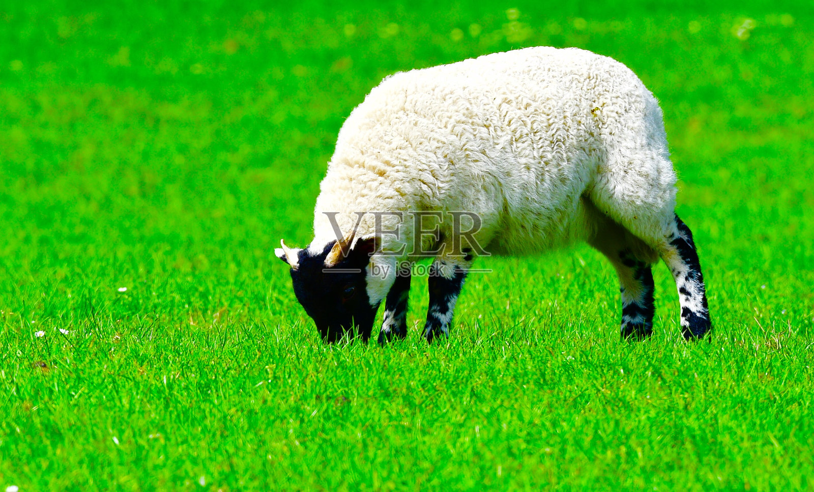 羊羔羊照片摄影图片