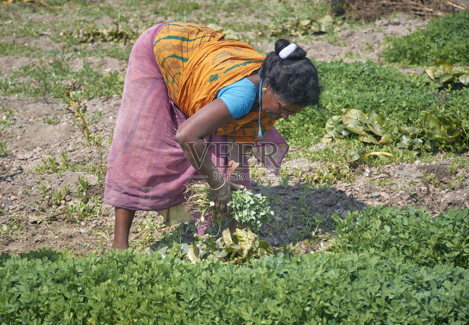 加尔各答Dhapa垃圾场广阔的农田里的农业活动照片摄影图片