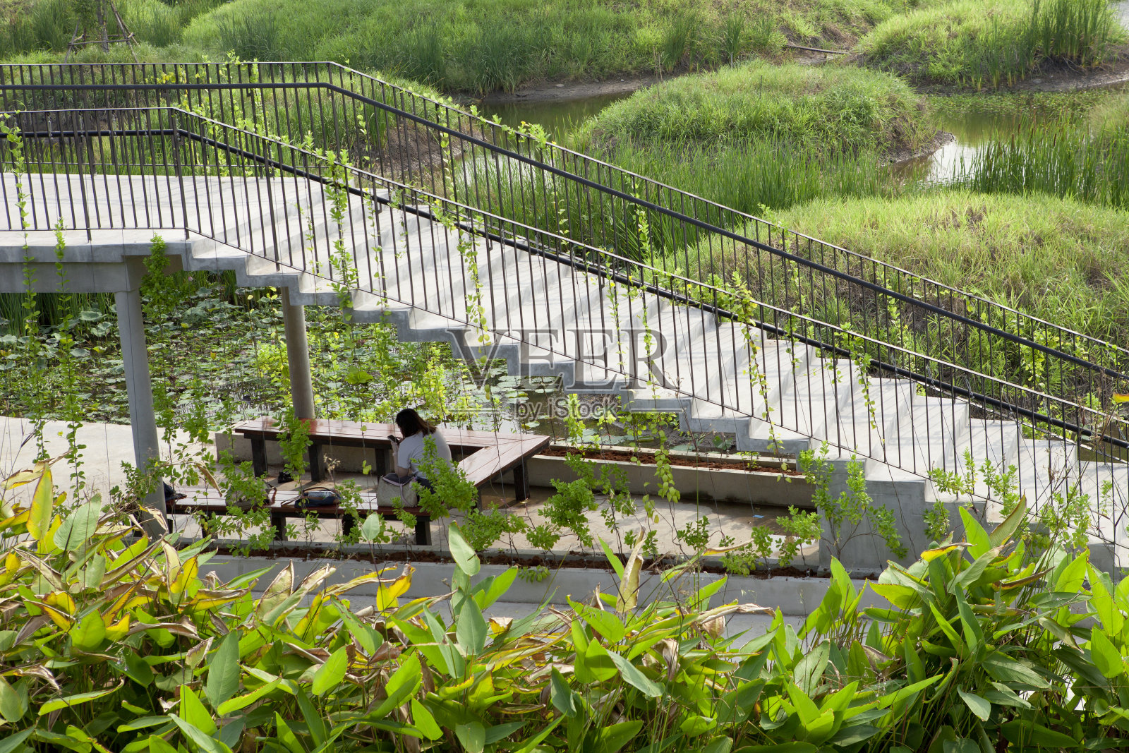 曼谷的本雅基蒂森林公园照片摄影图片