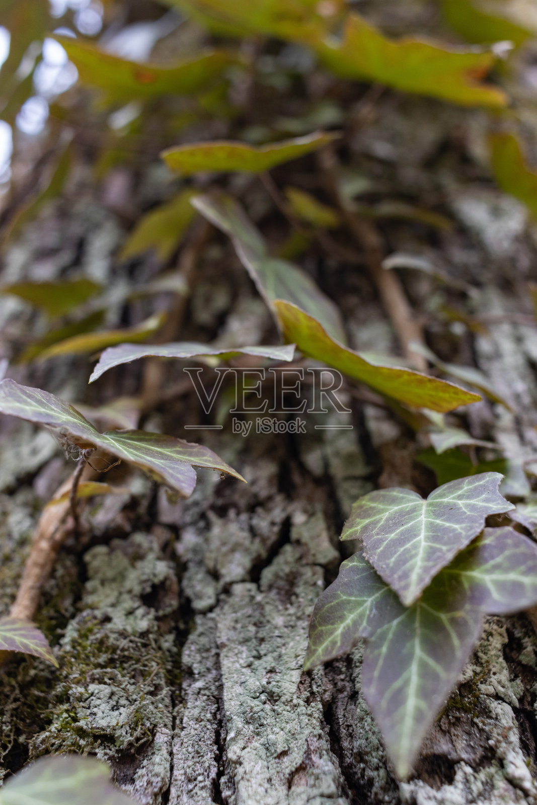 常青藤，Hedera helix或欧洲常青藤爬在树皮上。近距离照片摄影图片