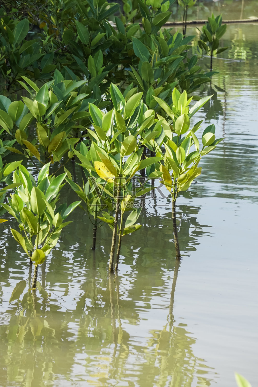 年轻的红树林树照片摄影图片