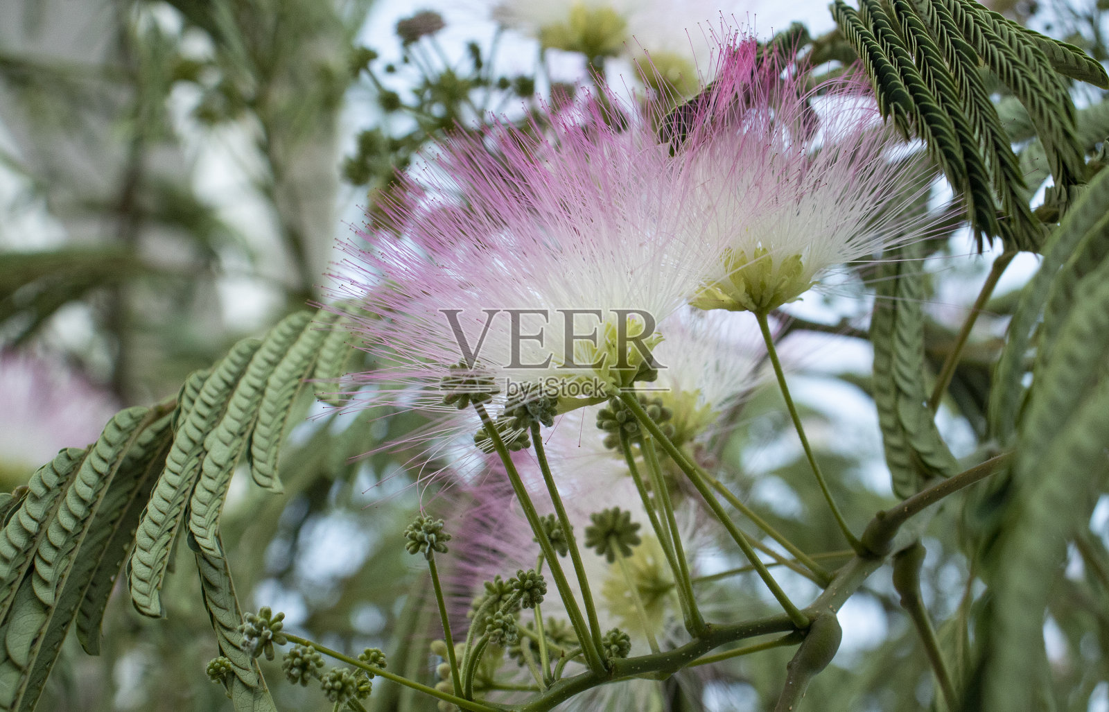 蓝蓝的天空映衬着蓝蓝的相思照片摄影图片
