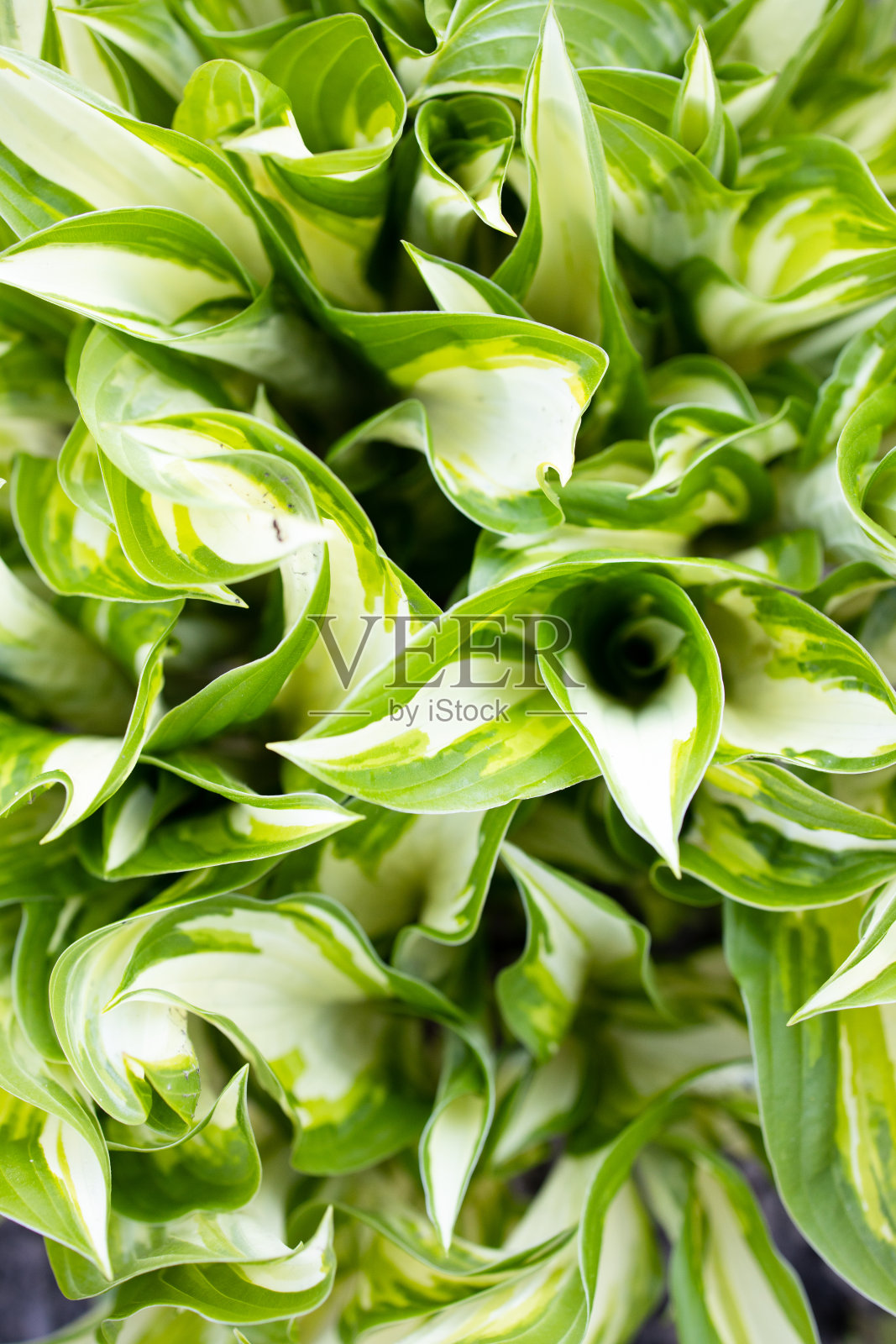 山谷里的百合花，叶子在草地上。白自然贝尔。芬芳的春天美丽的森林花朵。会开花的植物。春天的时间。母亲的一天。女人国际日。照片摄影图片