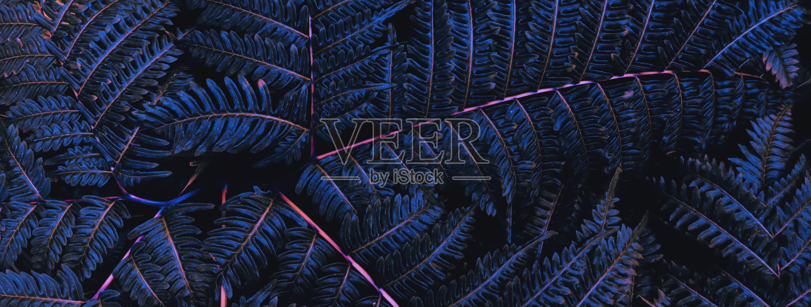 蕨叶背景照片摄影图片