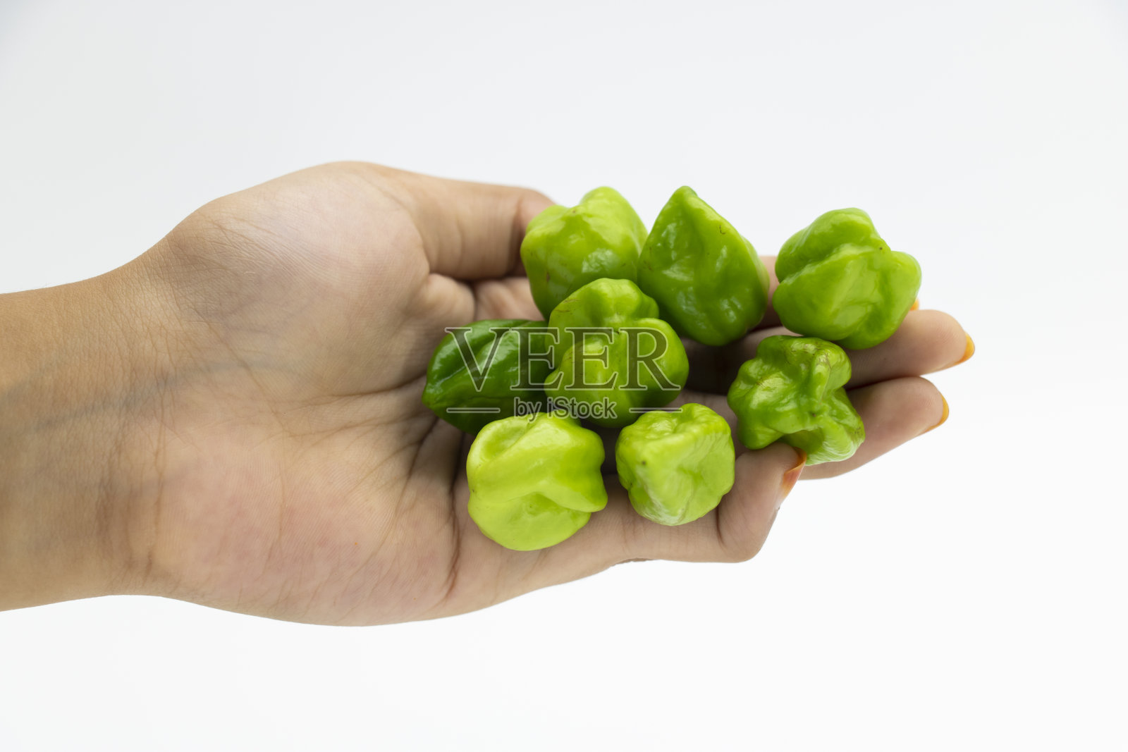 辣椒或纳加辣椒或纳加辣椒在白手上分离照片摄影图片