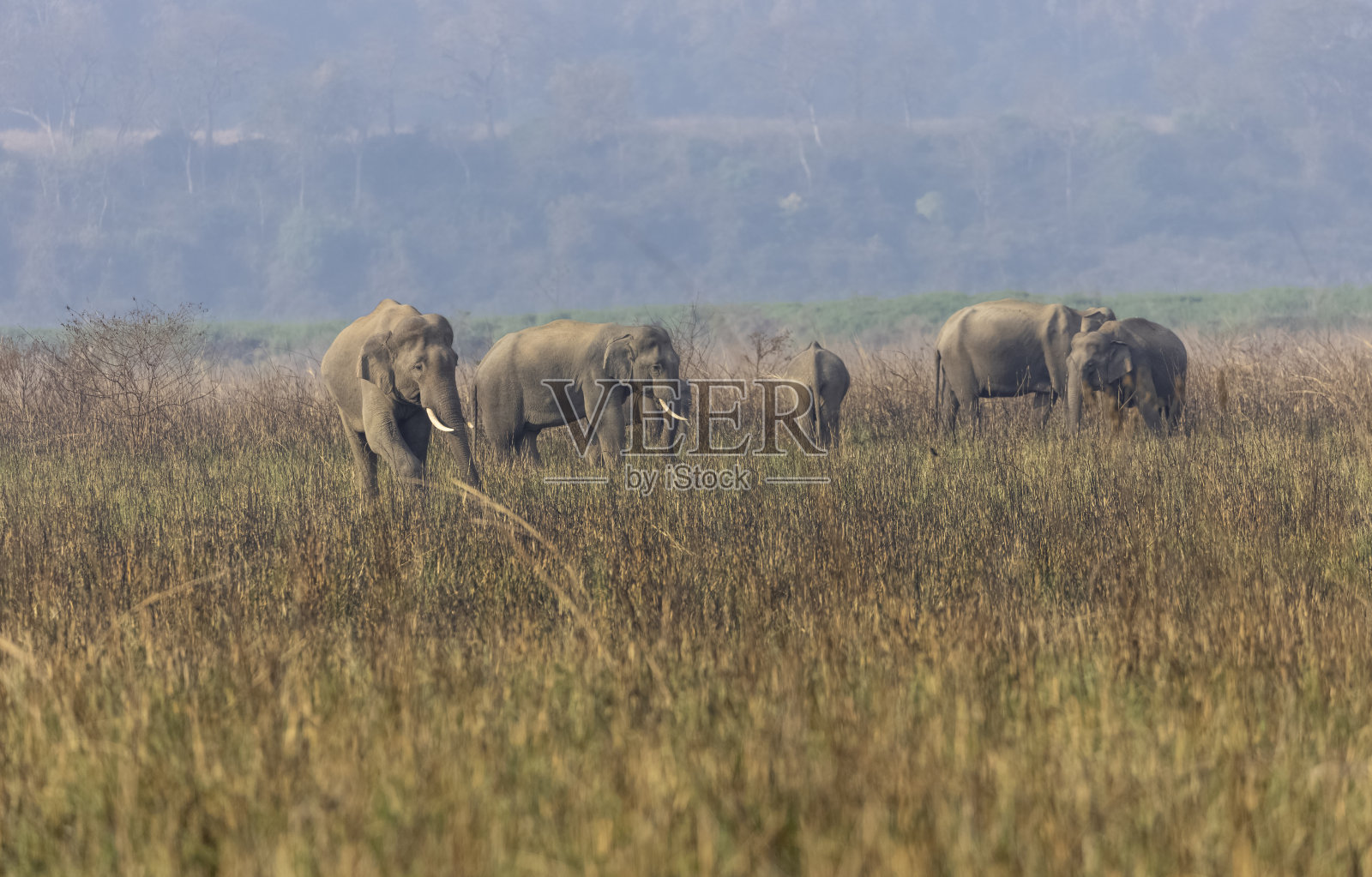 森林中的象群照片摄影图片
