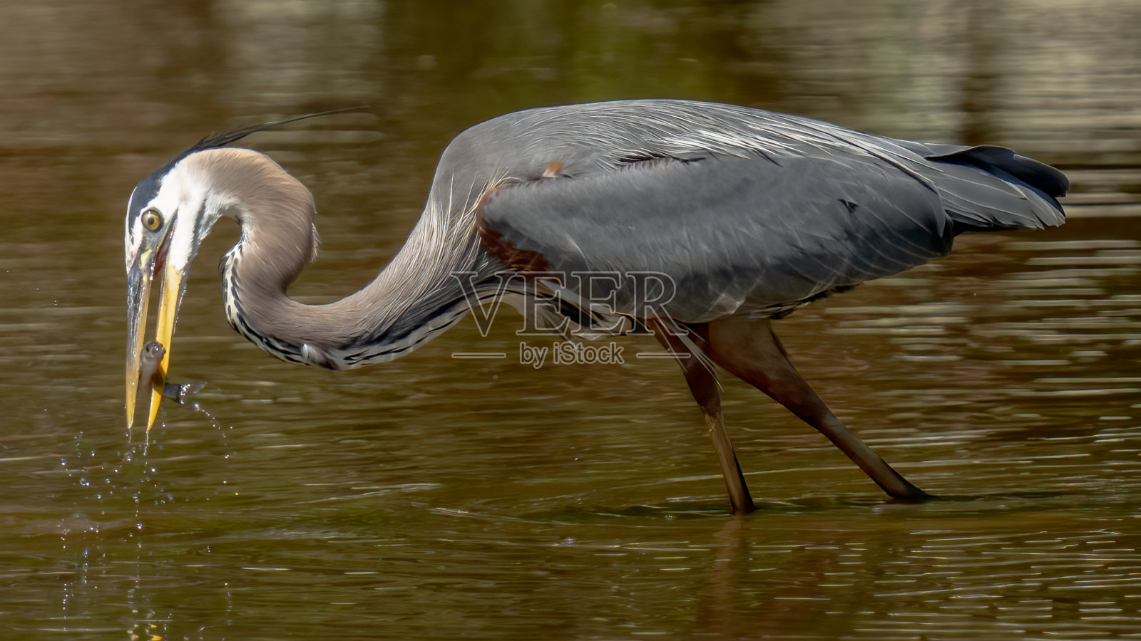 大蓝鹭照片摄影图片
