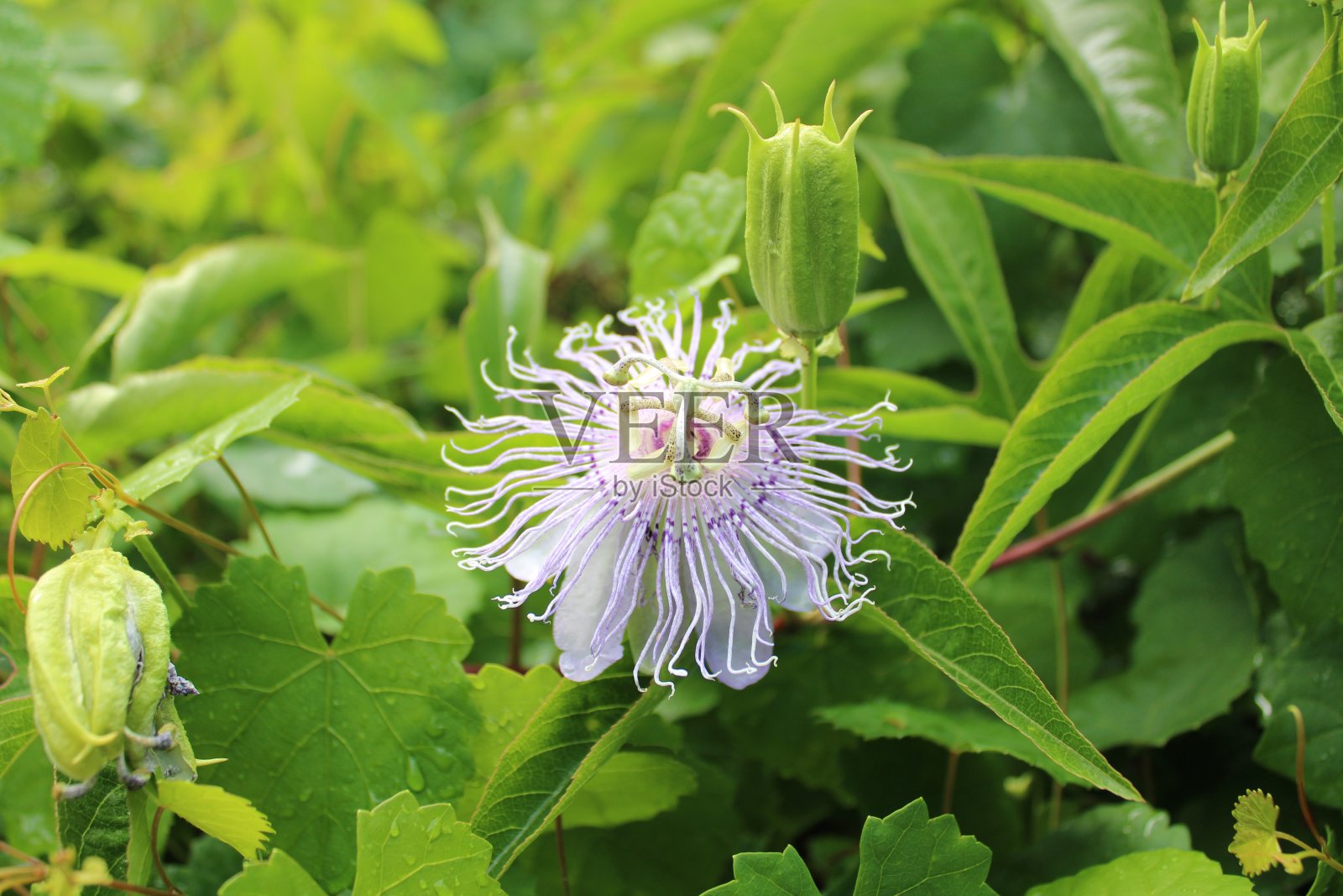 紫色的花照片摄影图片