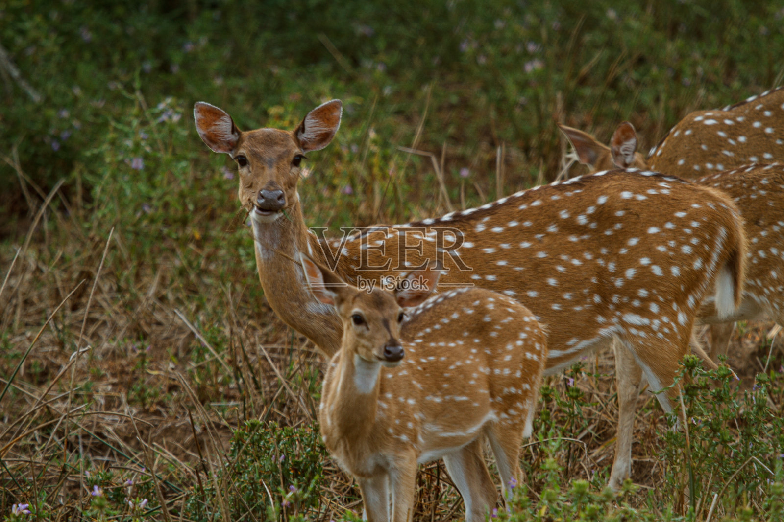 亚拉国家公园-斯里兰卡照片摄影图片