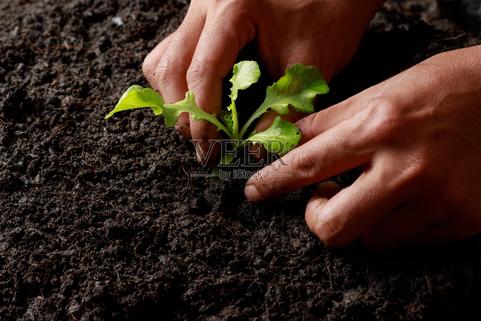 农民在肥沃的土壤中手工种植发芽(绿色橡树生菜)。照片摄影图片