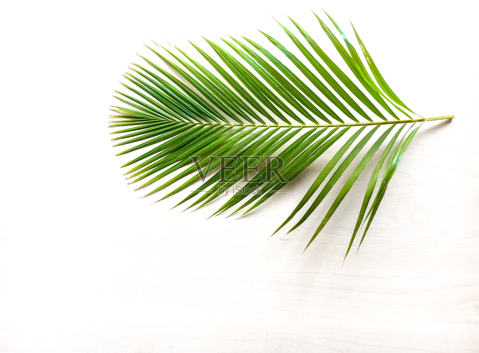 绿色棕榈叶照片摄影图片