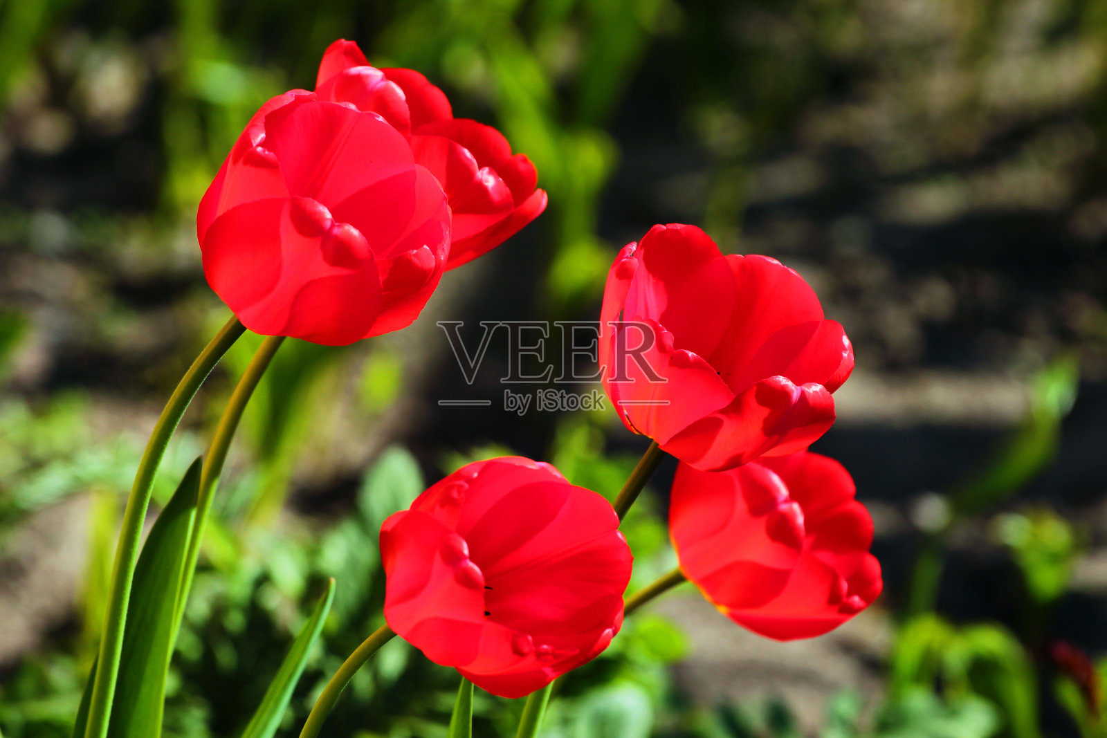 花园里鲜艳的红色郁金香照片摄影图片