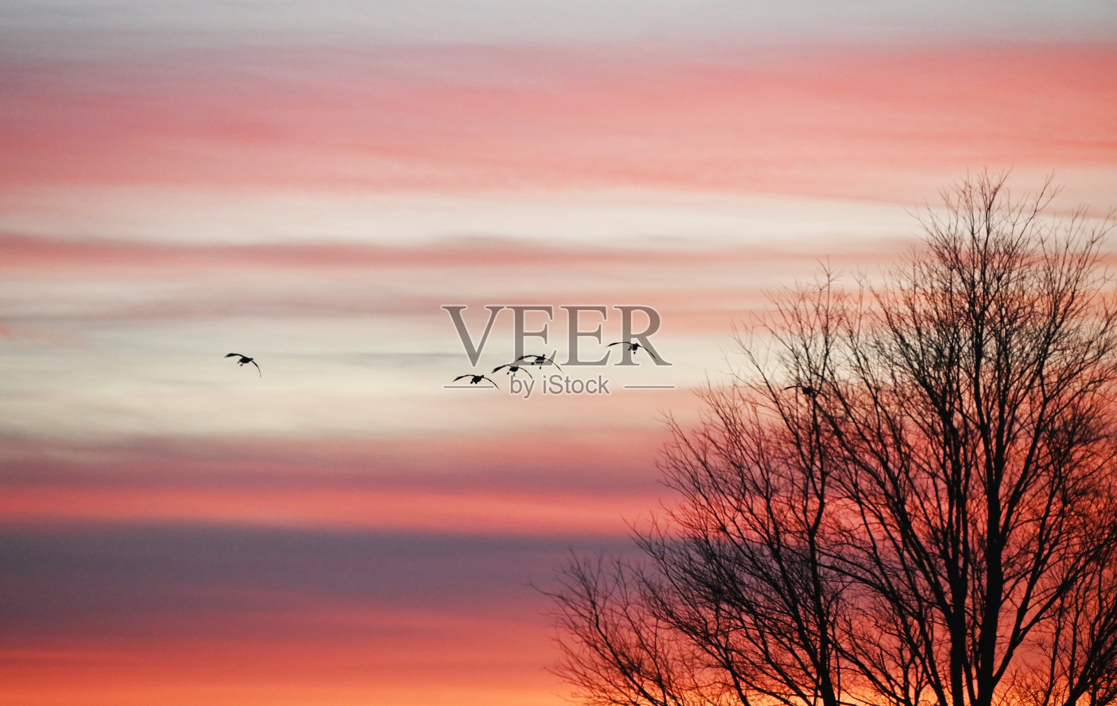 鹅在日落后着陆照片摄影图片