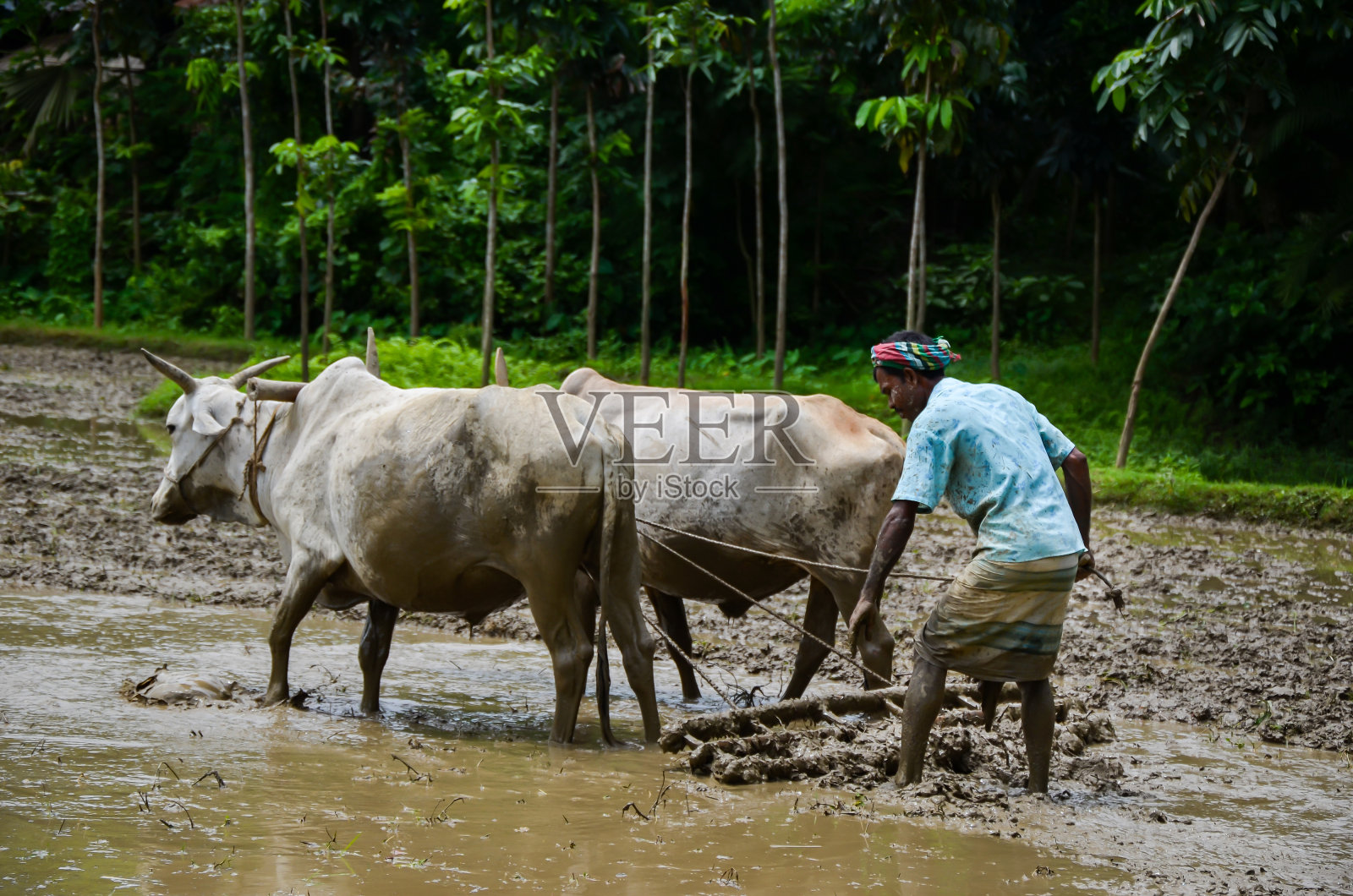 亚洲、印度和孟加拉国的传统种植方式。农民用牛在泥土上犁地种植水稻。牛犁地的过时方法。照片摄影图片