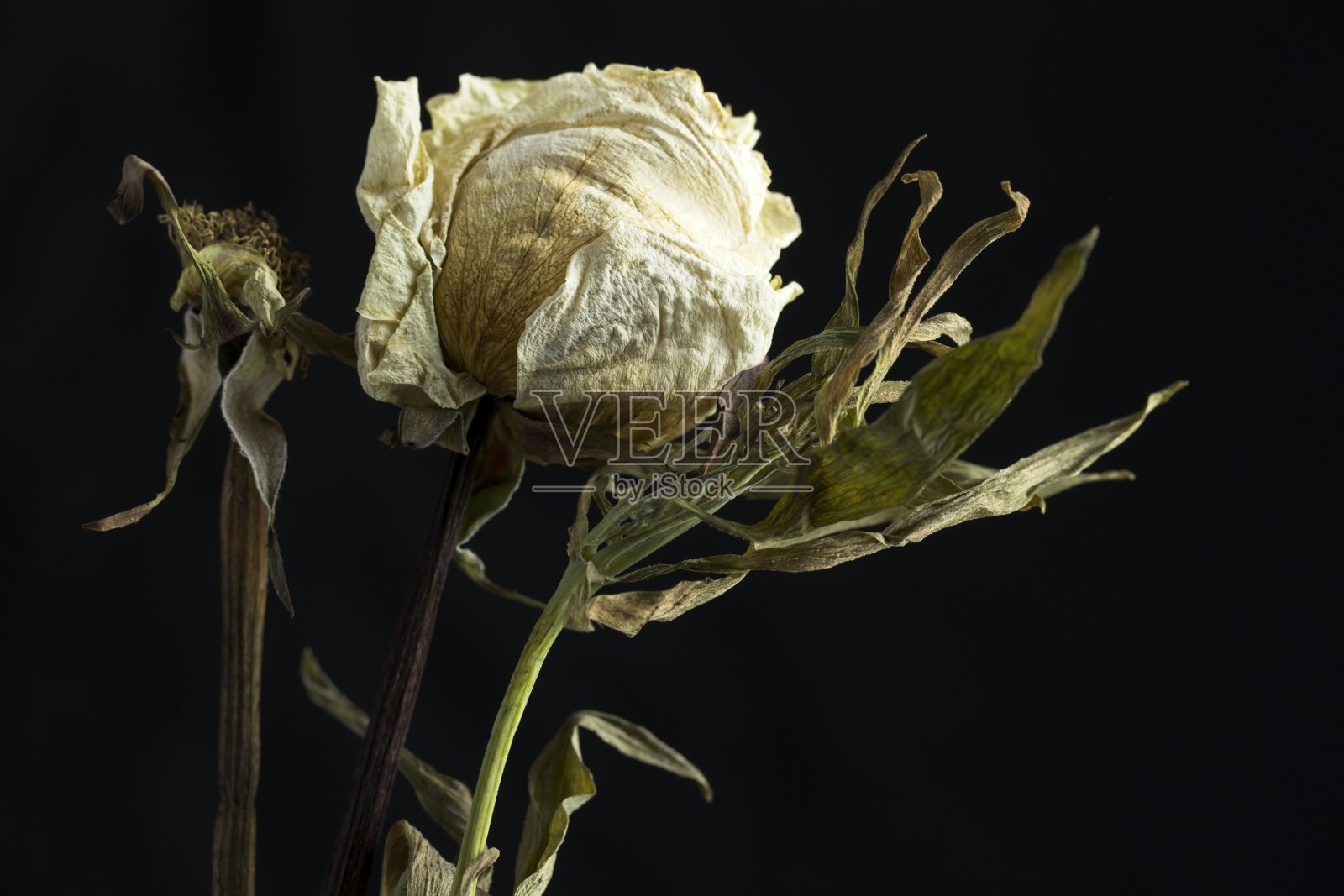 干燥和垂死的花朵的特写。照片摄影图片