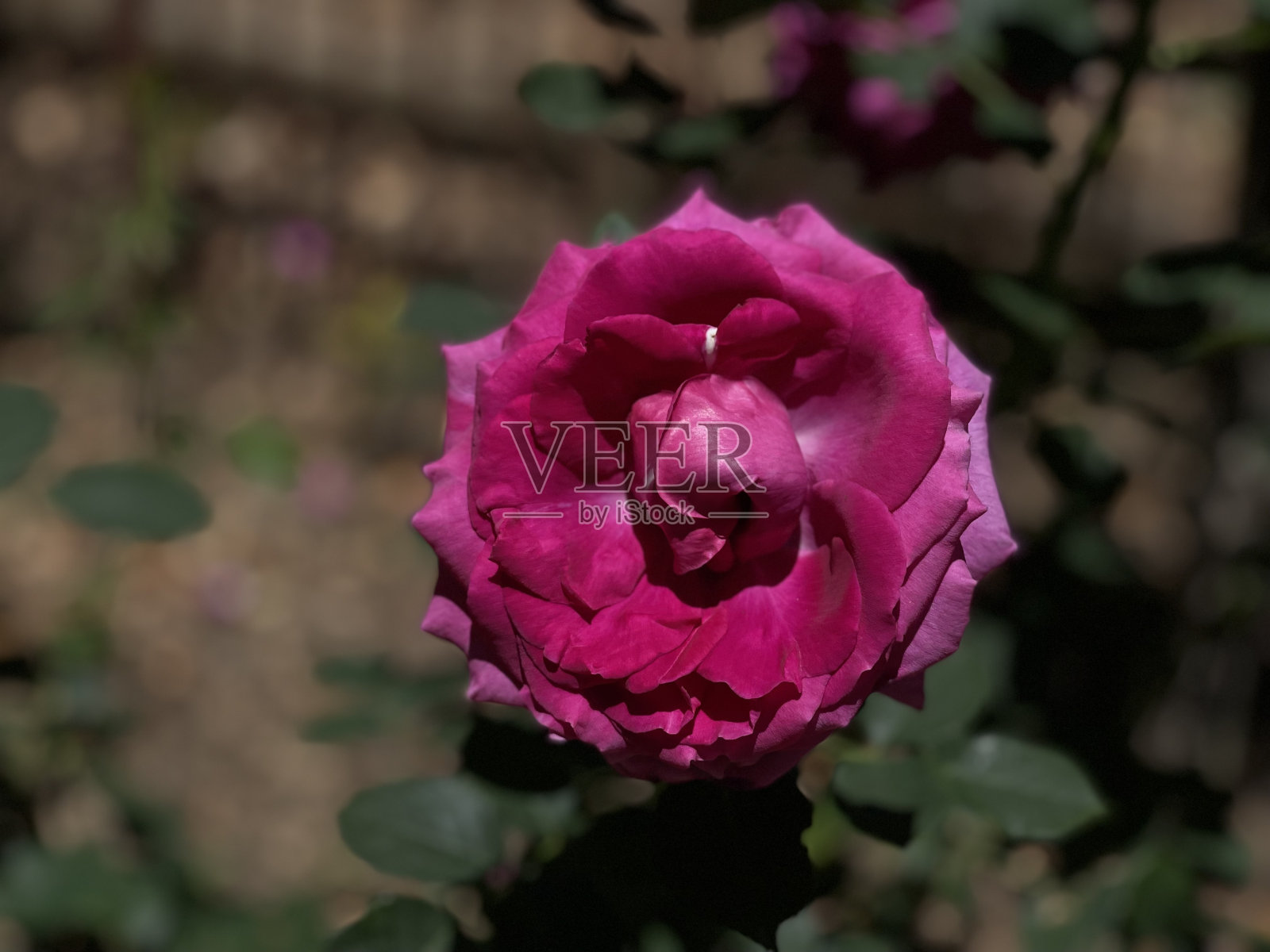 玫瑰花照片摄影图片