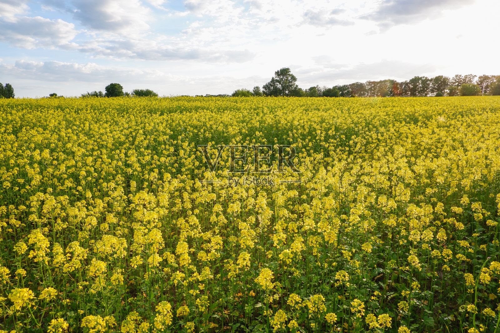 美丽的夕阳映衬着盛开的油菜籽田。照片摄影图片