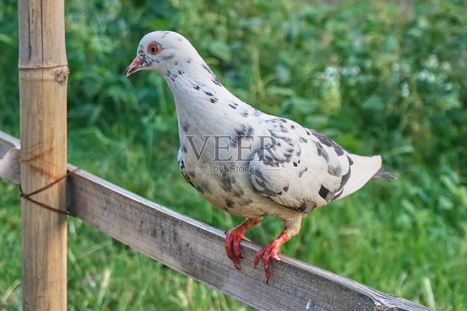 鸽子栖息在竹篱笆上照片摄影图片