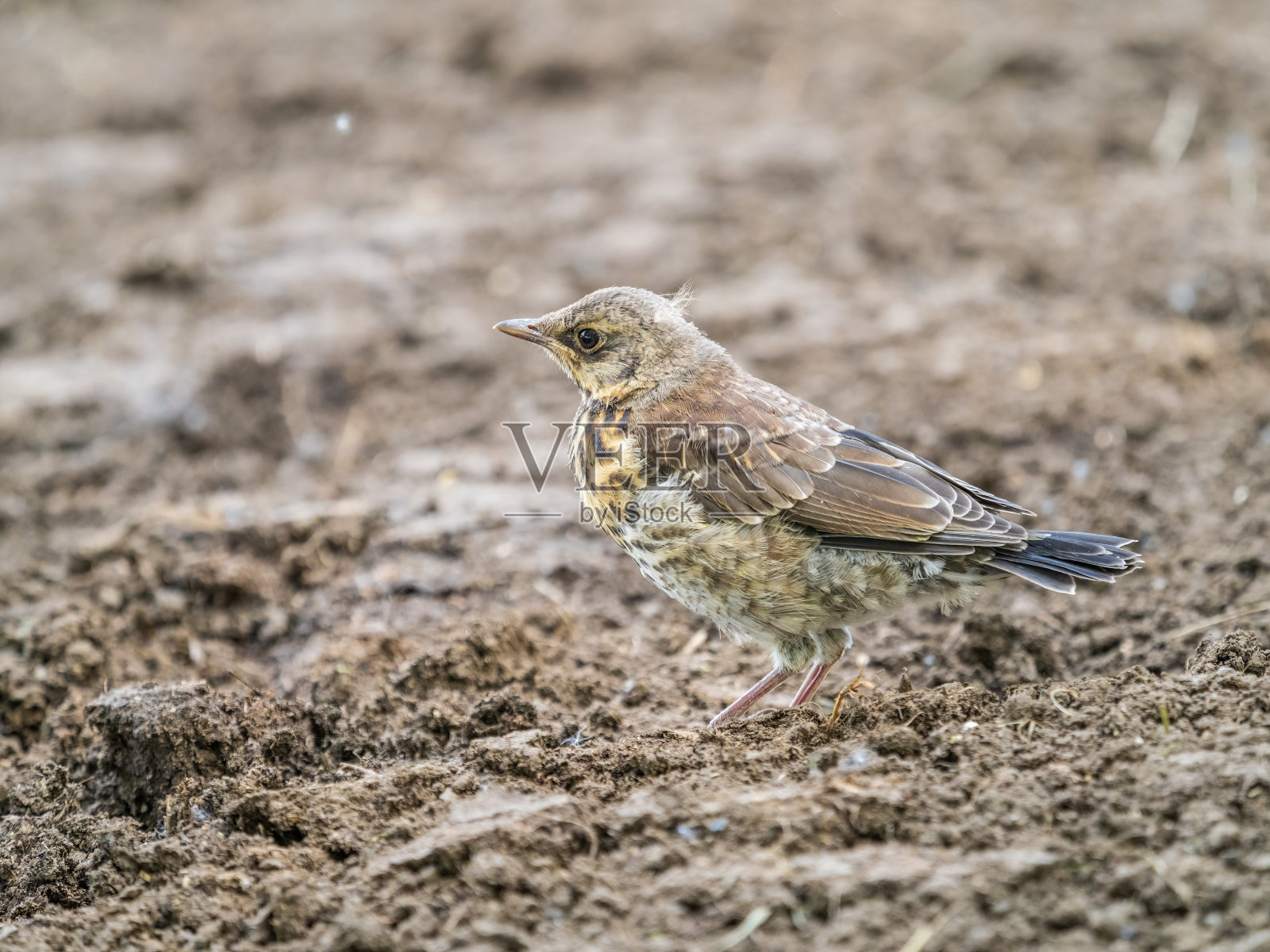 一只野战小鸡，Turdus pilaris，已经离开巢穴，坐在春天的草坪上。野战雏鸟坐在地上，等待父母的食物。照片摄影图片