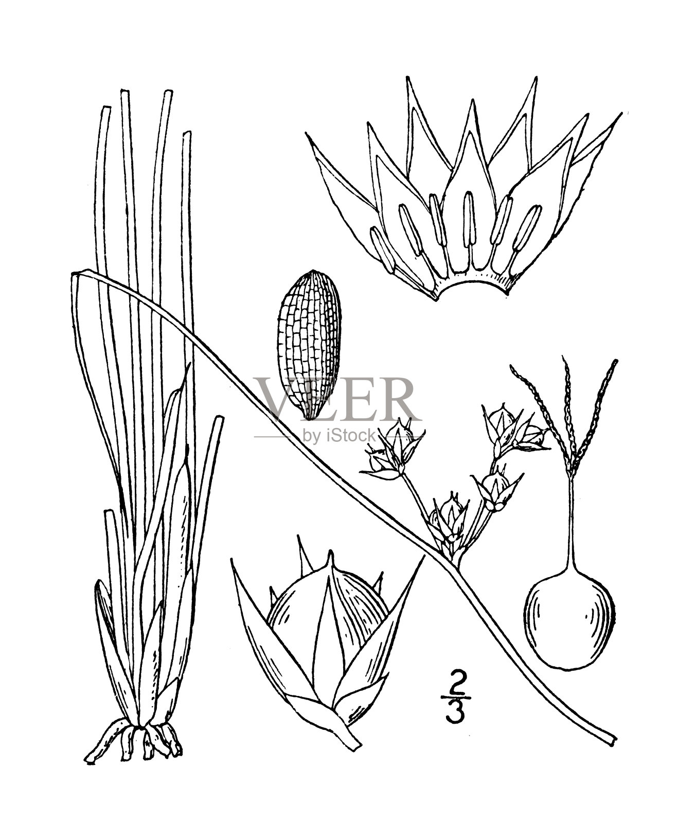 古植物学植物插图:珠木、锥叶灯心草插画图片素材