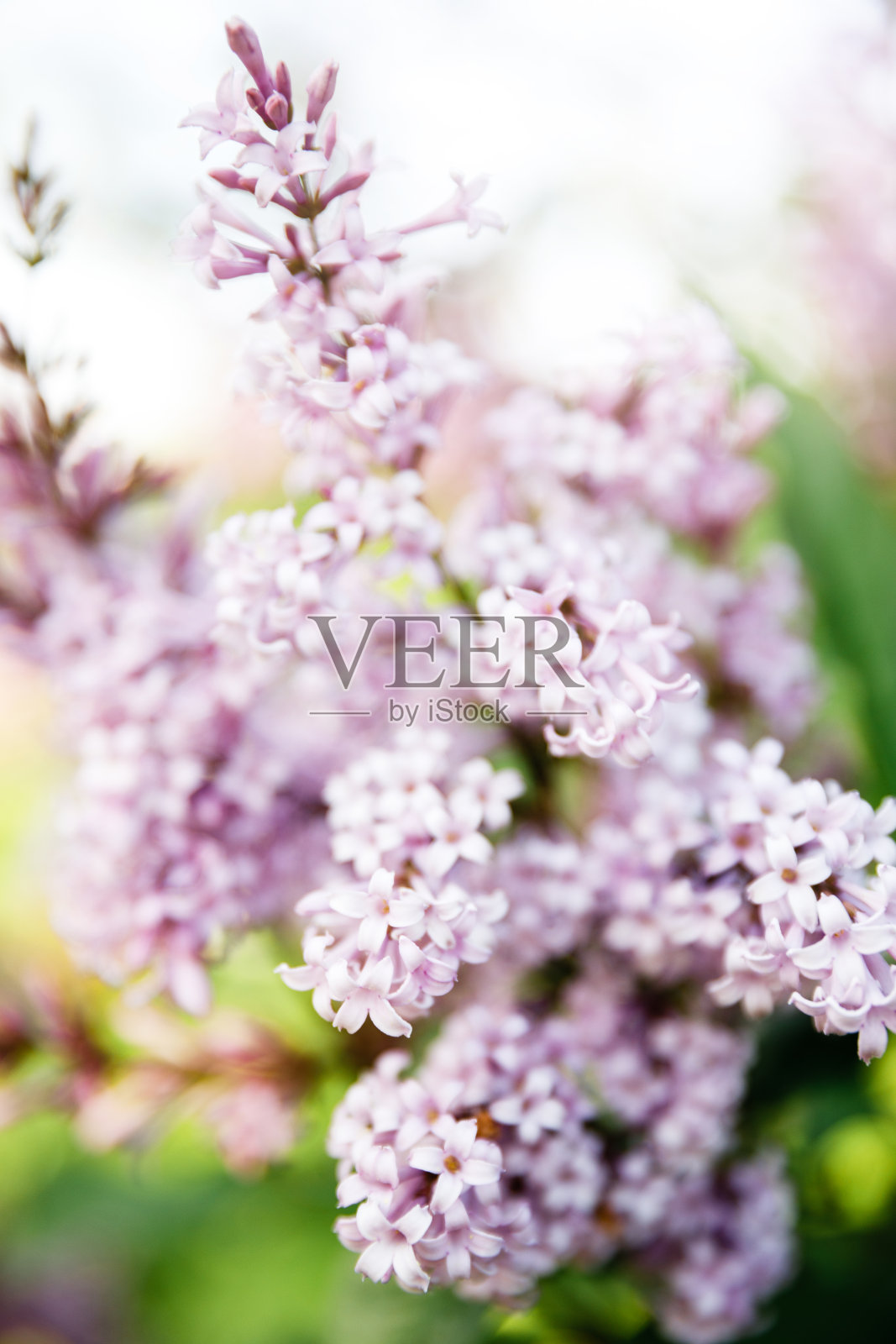 春天开满了紫丁香树的花。春天的紫丁香花景。选择性焦点，蓝色淡紫色的花特写模糊的背景与阳光。一束紫色的花。照片摄影图片