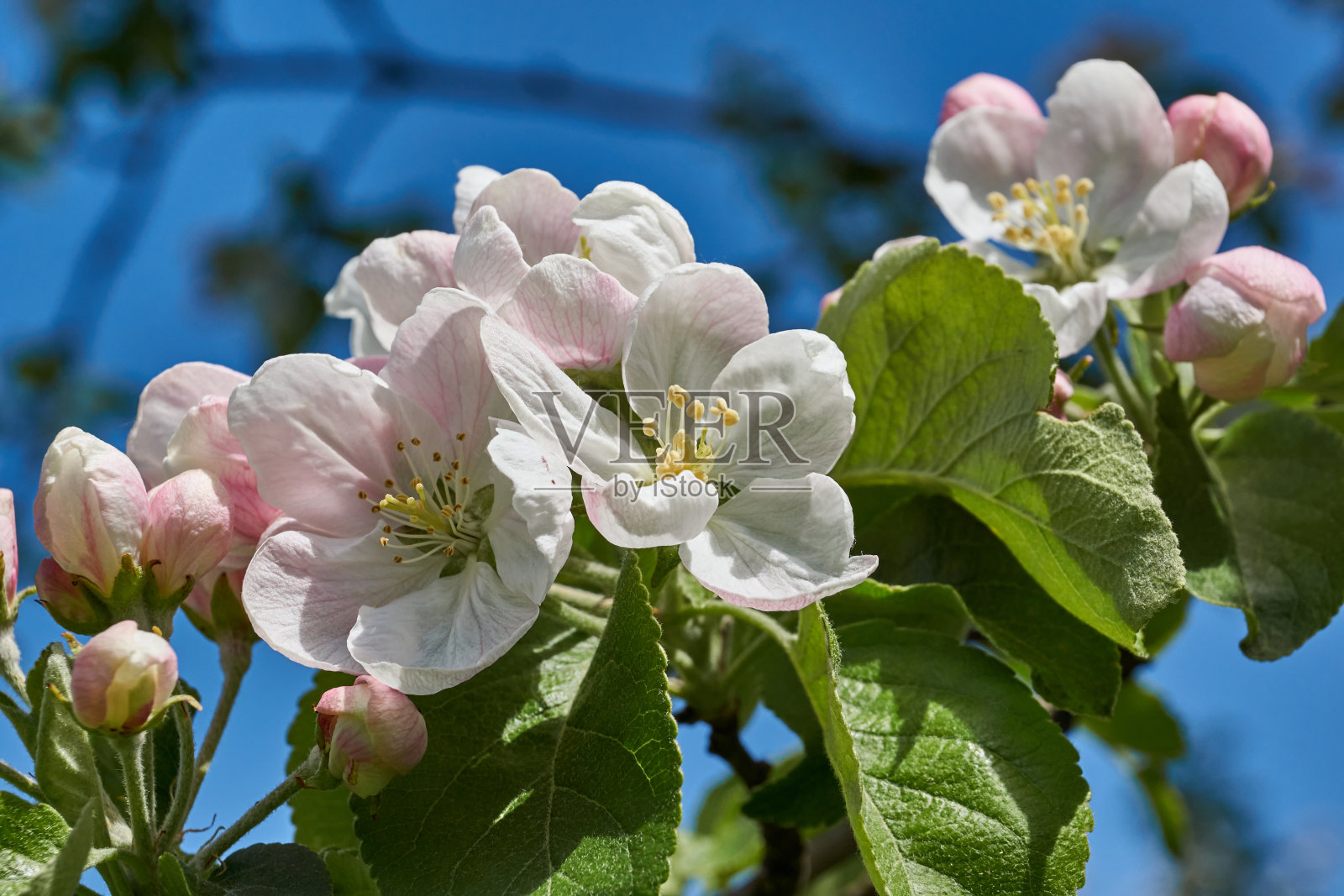 蓝天背景下的苹果花。照片摄影图片