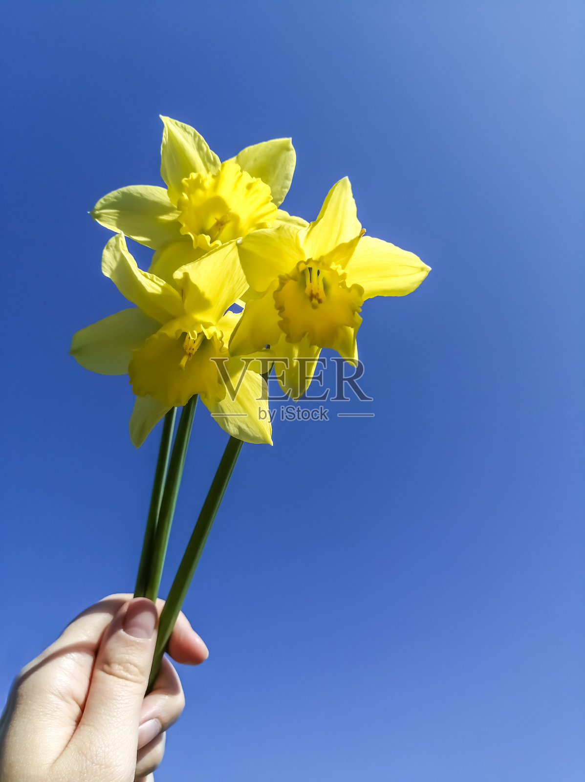 他手里拿着一小束水仙花，映衬着蓝天。明亮的黄水仙和蓝色的天空。照片摄影图片