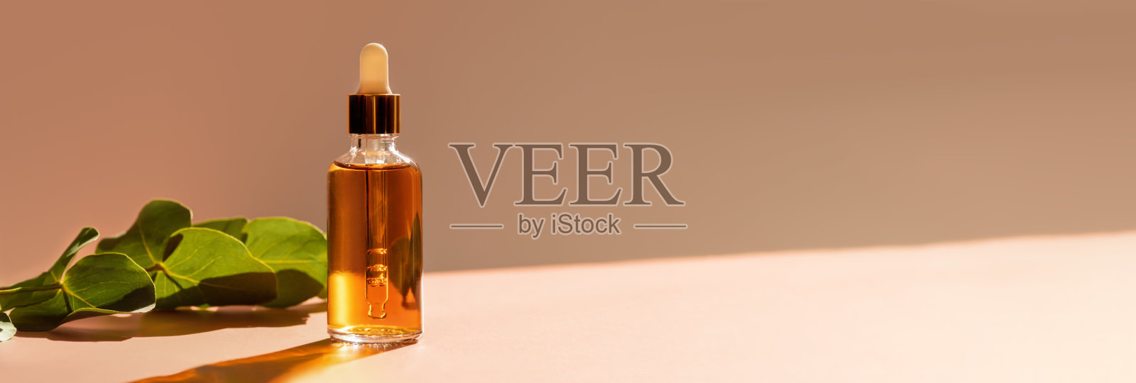 化妆品玻璃滴管瓶在阳光下。绿色的桉树，柔和的焦点。自然美容产品展示。横幅照片摄影图片