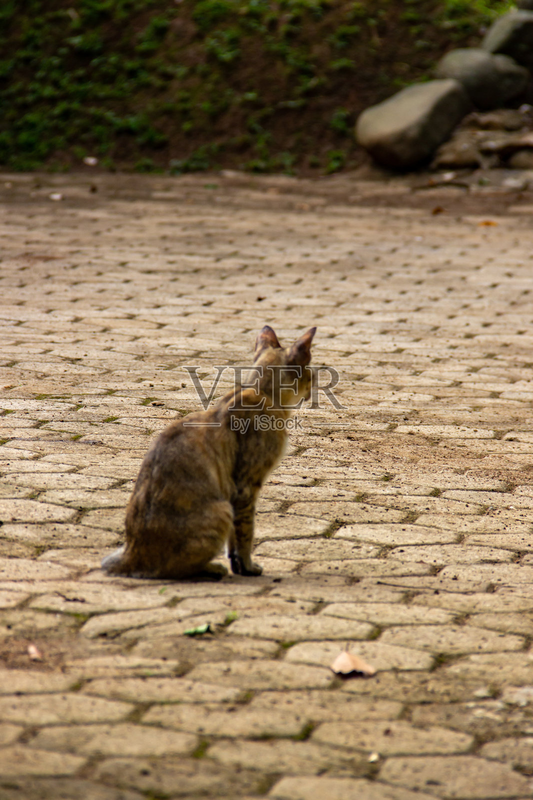 一只猫照片摄影图片
