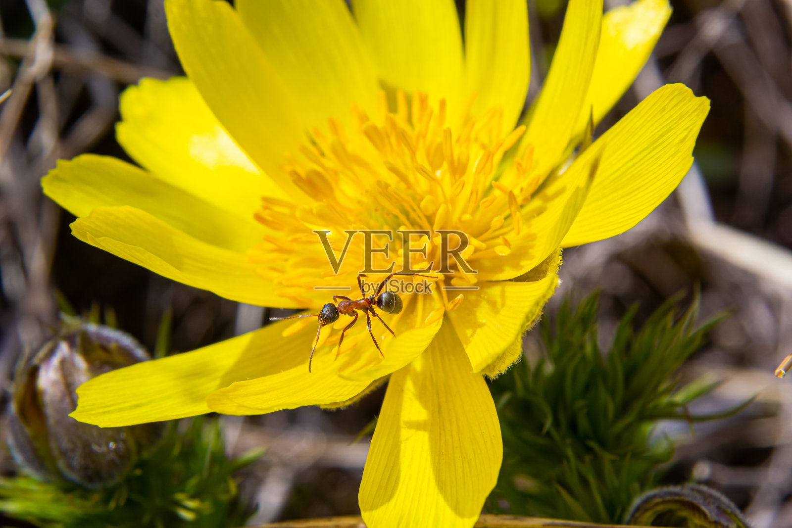 春Adonis vernalis是春园多年生开花植物。金盏花是一种药用植物。黄色的阿多尼斯花在自然背景照片摄影图片