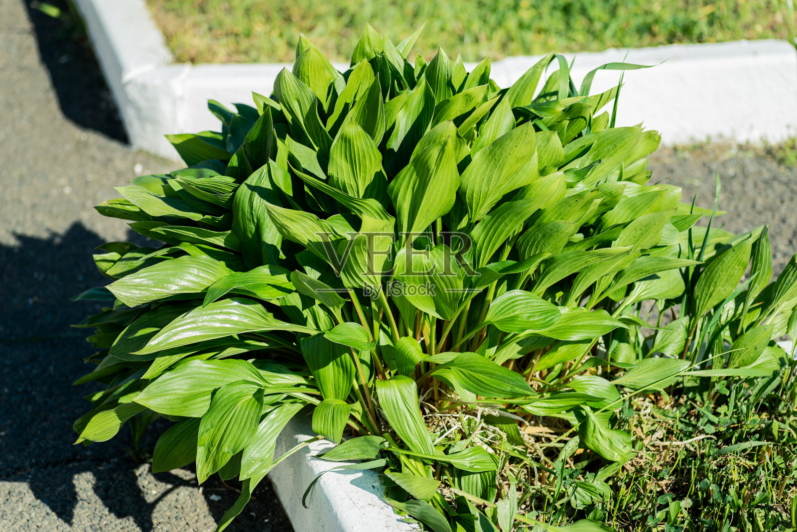 新鲜的绿色植物(玉簪)。照片摄影图片