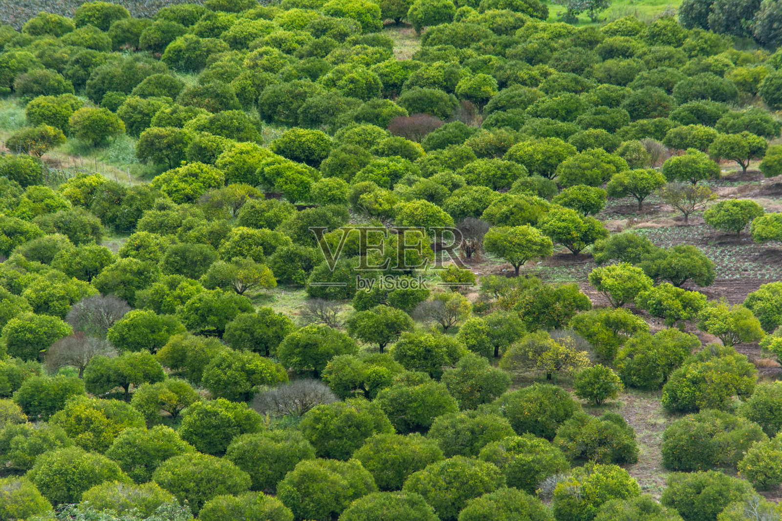 家畜和农业的绿色景观照片摄影图片