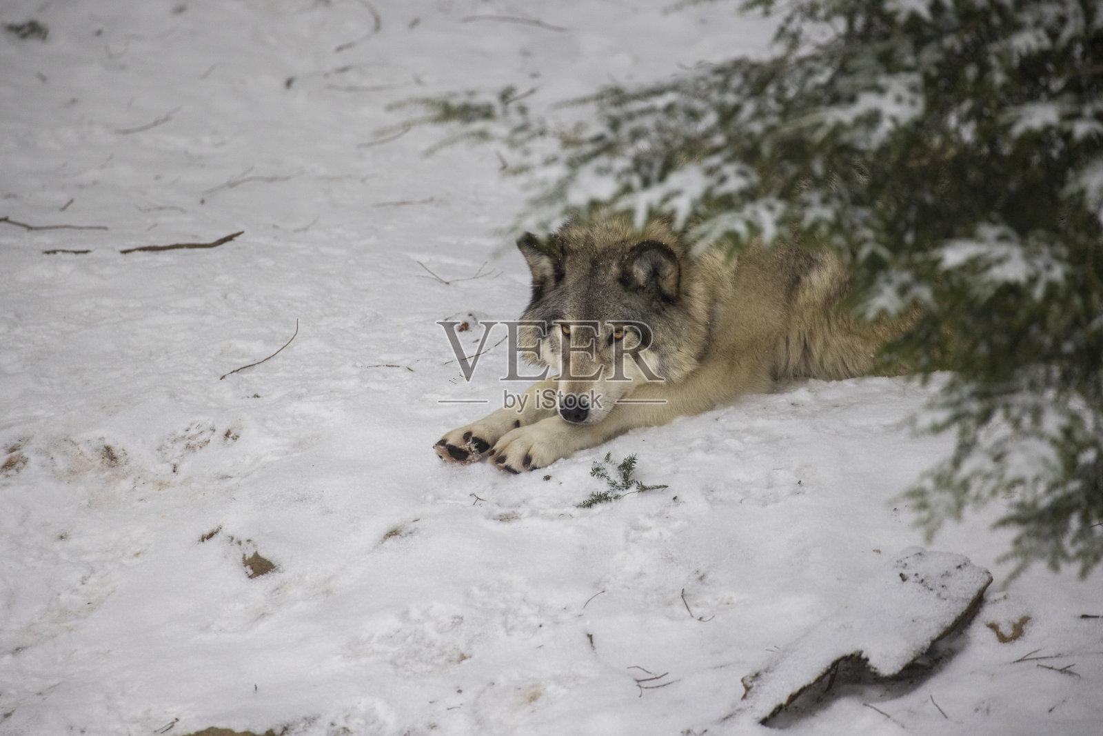 冬天的大灰狼照片摄影图片