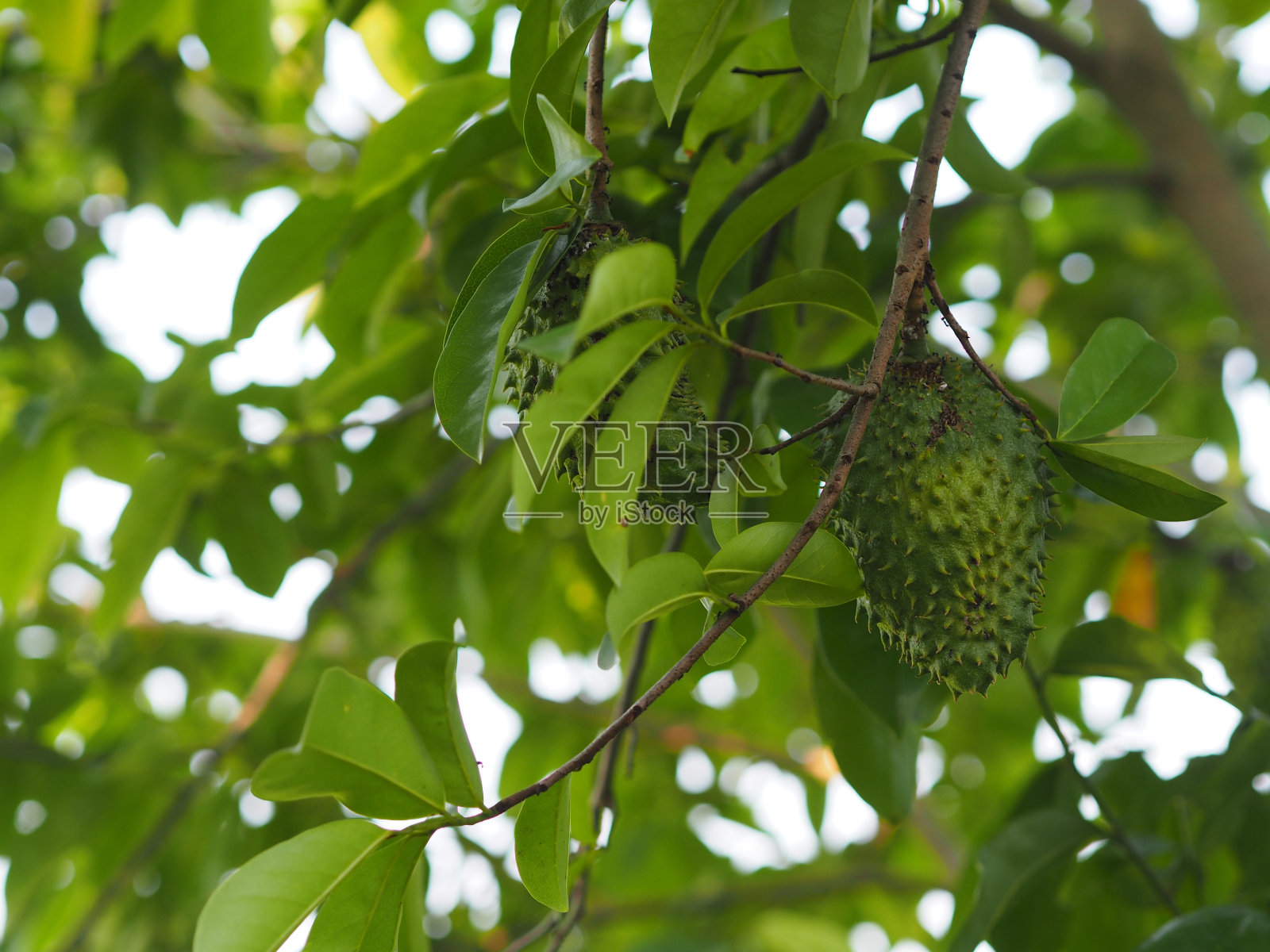 榴莲是一种甜的水果，有锋利的树皮照片摄影图片