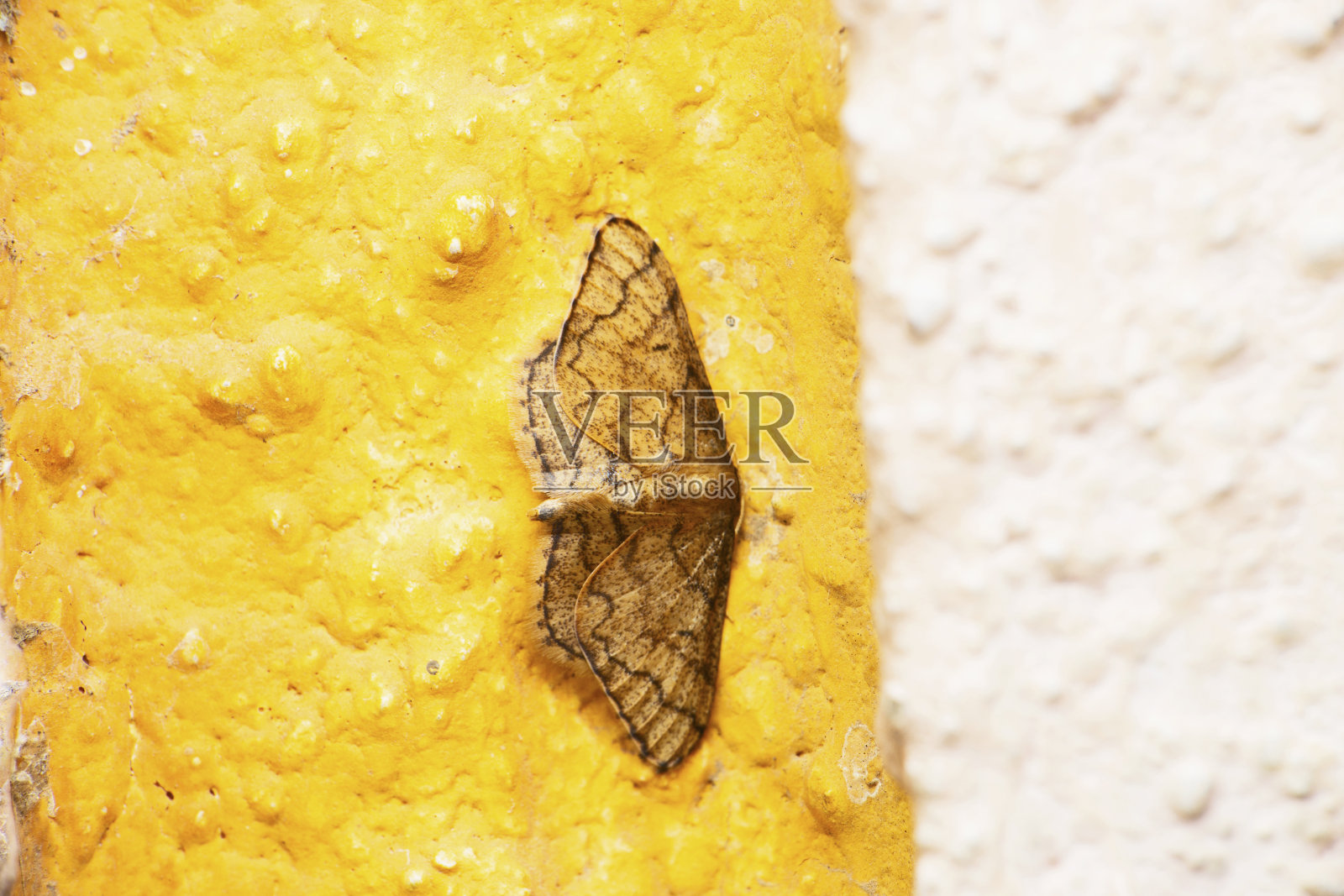 燃烧的飞蛾，ec热带bhurmitra, Satara，印度马哈拉施特拉邦照片摄影图片