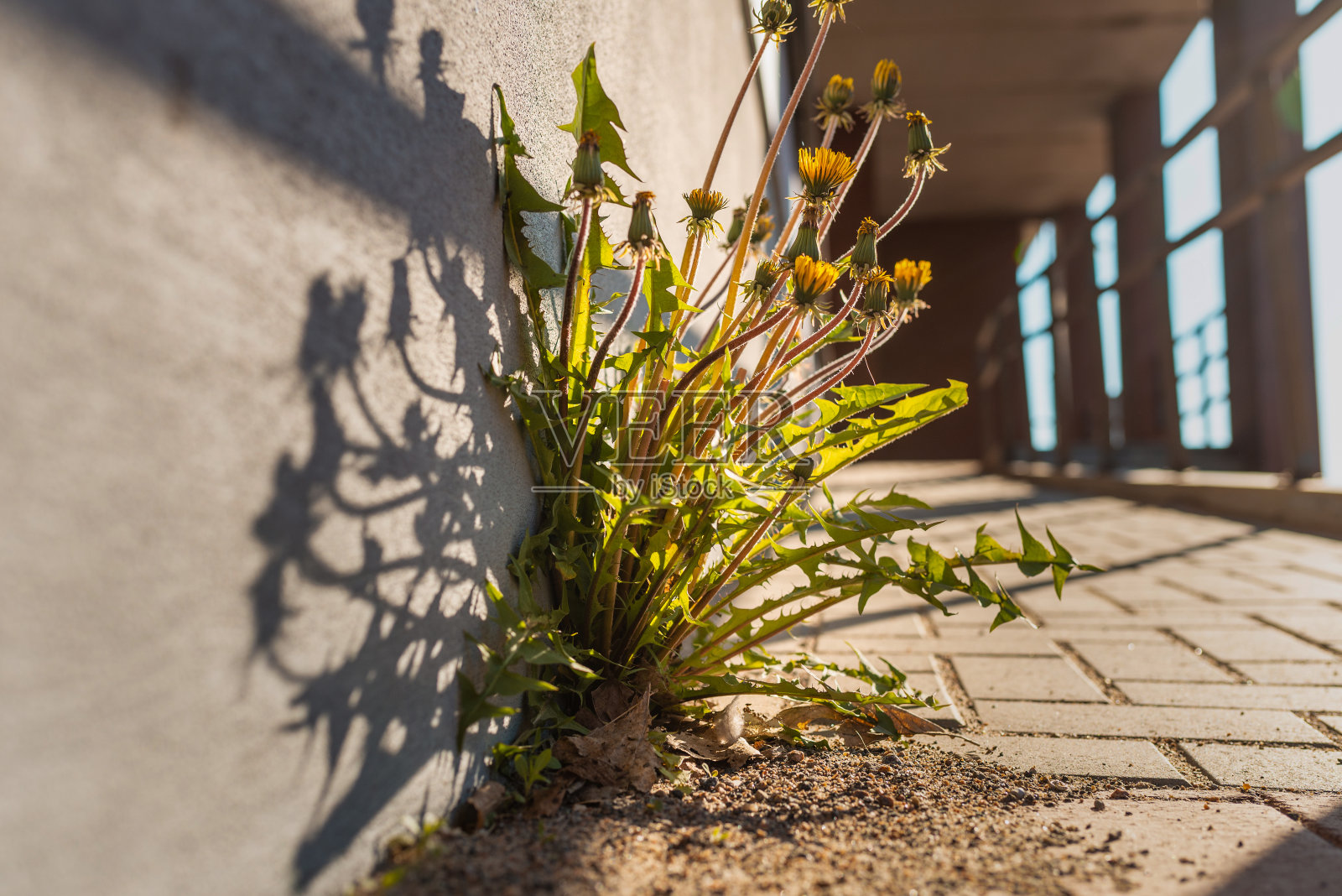 黄色的蒲公英生长在靠近灰色墙壁的铺路板上。有选择性的重点。关闭了。照片摄影图片