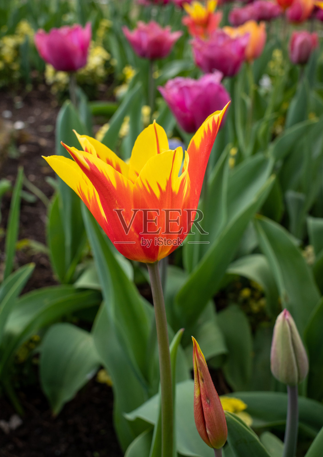 红色和黄色的郁金香与粉红色的郁金香在背景照片摄影图片