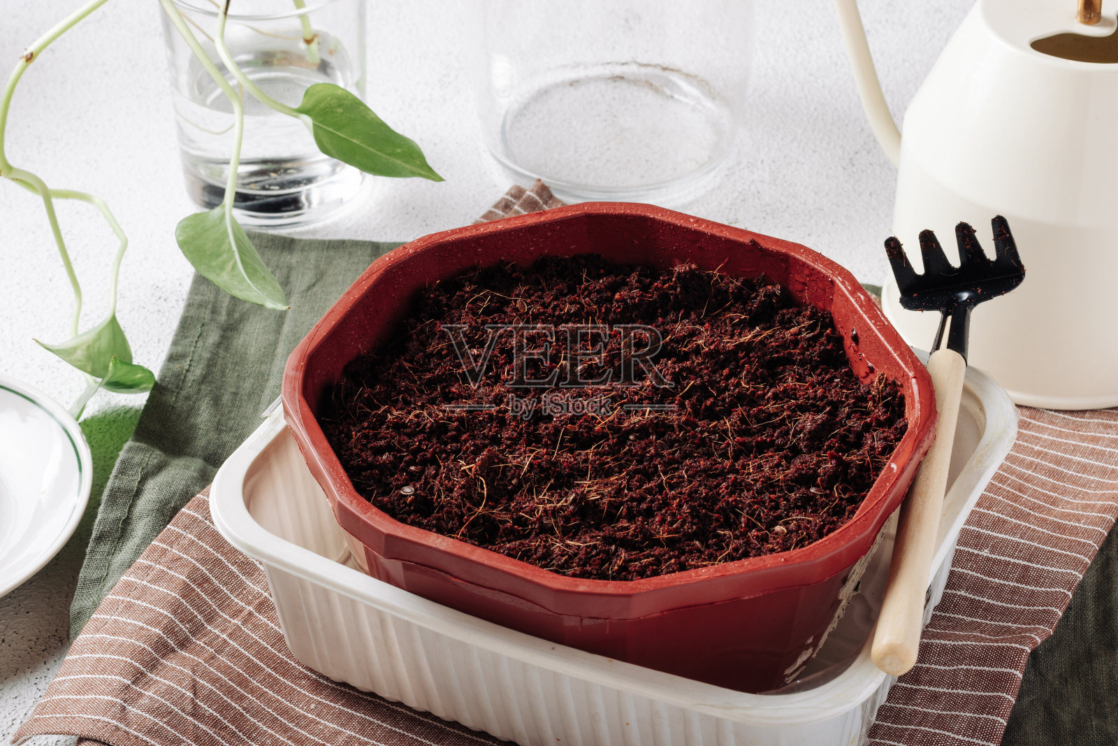 花盆与土壤种植植物在白色混凝土背景照片摄影图片