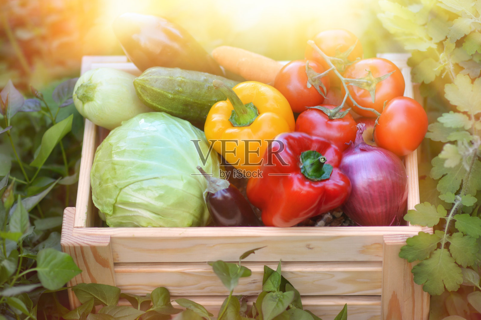 新鲜的有机蔬菜在一个蔬菜花园的背景下的一个木制盒子里。卷心菜，辣椒，茄子，胡萝卜，黄瓜。生的健康食品理念。生物概念，生物产品，生物生态学照片摄影图片