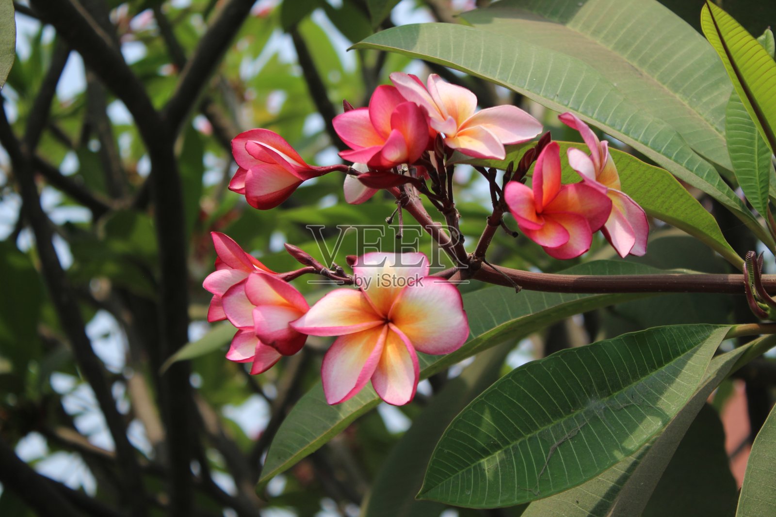 美丽的花照片摄影图片