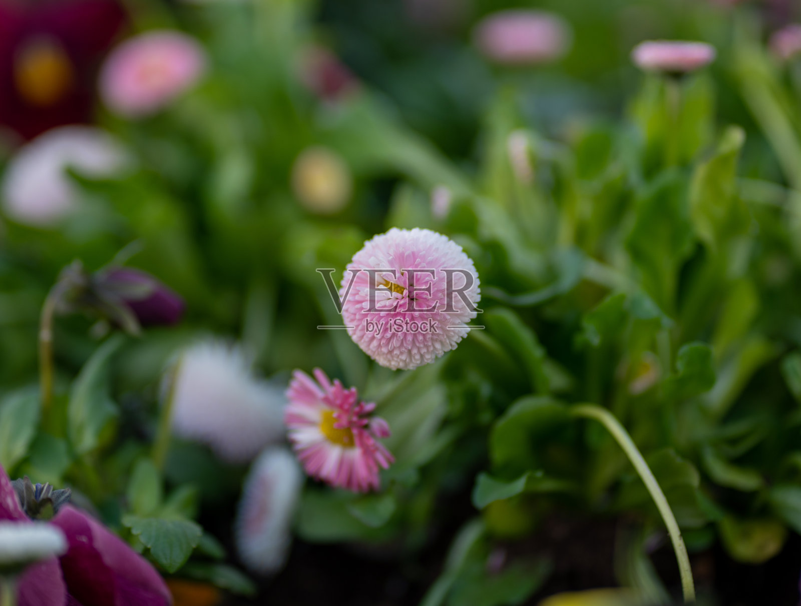 白色和粉红色的花照片摄影图片