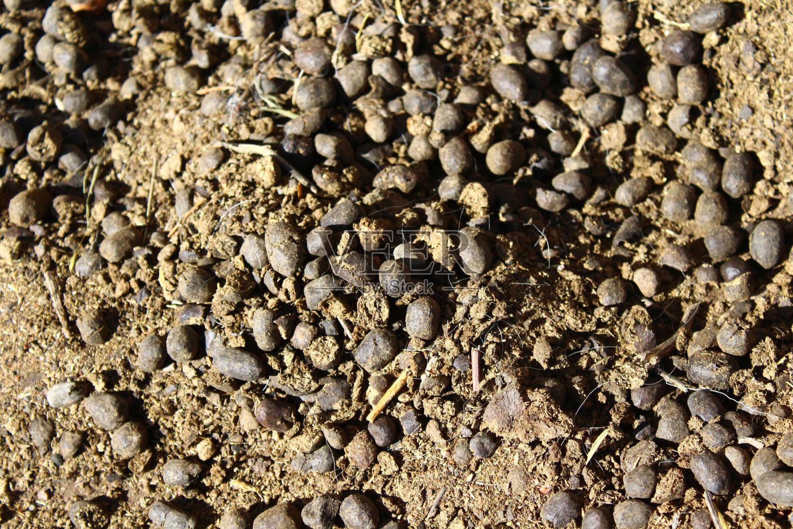 地上有羊粪照片摄影图片