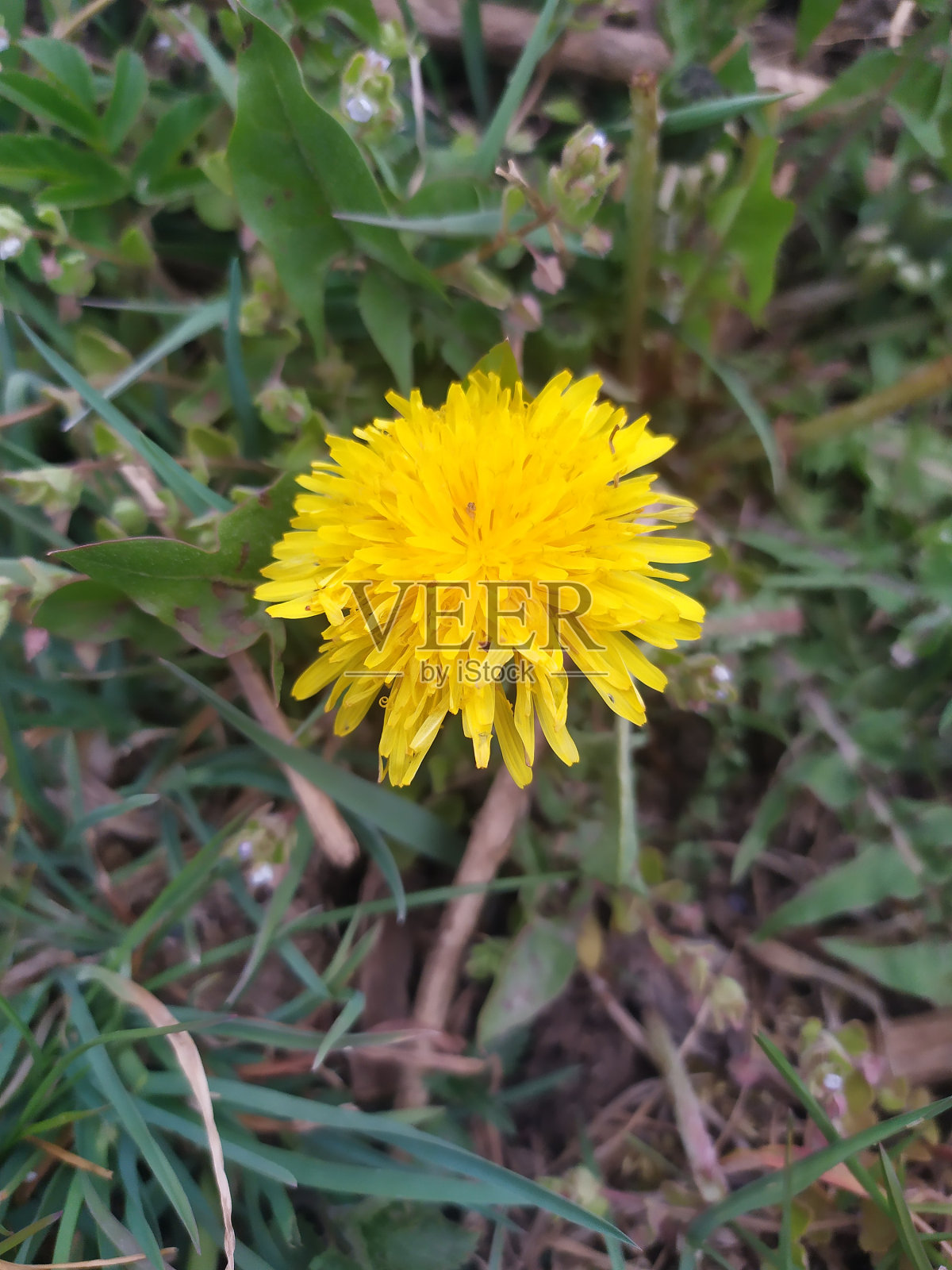 蒲公英照片摄影图片