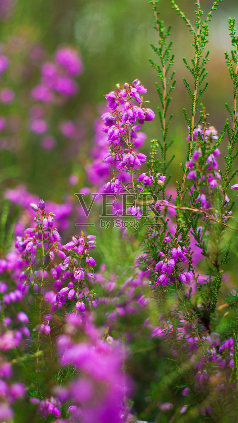 石南野人照片摄影图片