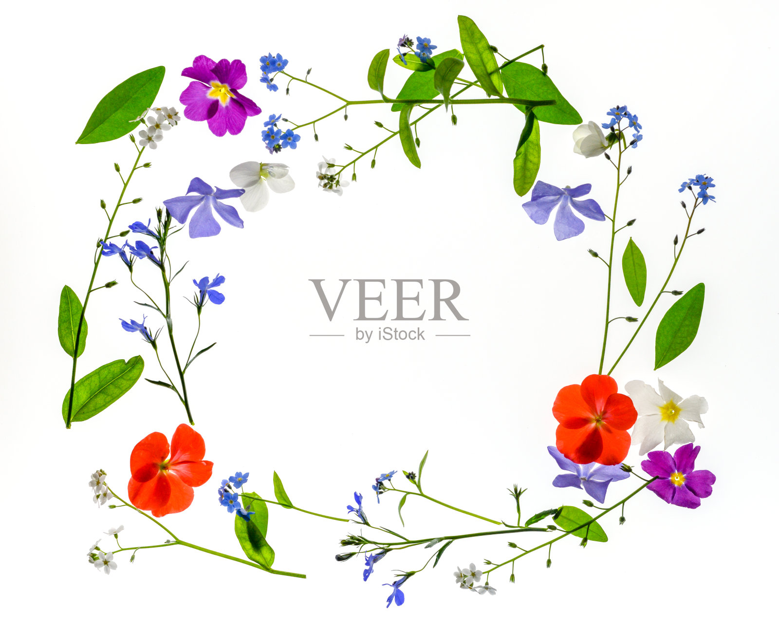 白色背景上的春季花卉画框照片摄影图片