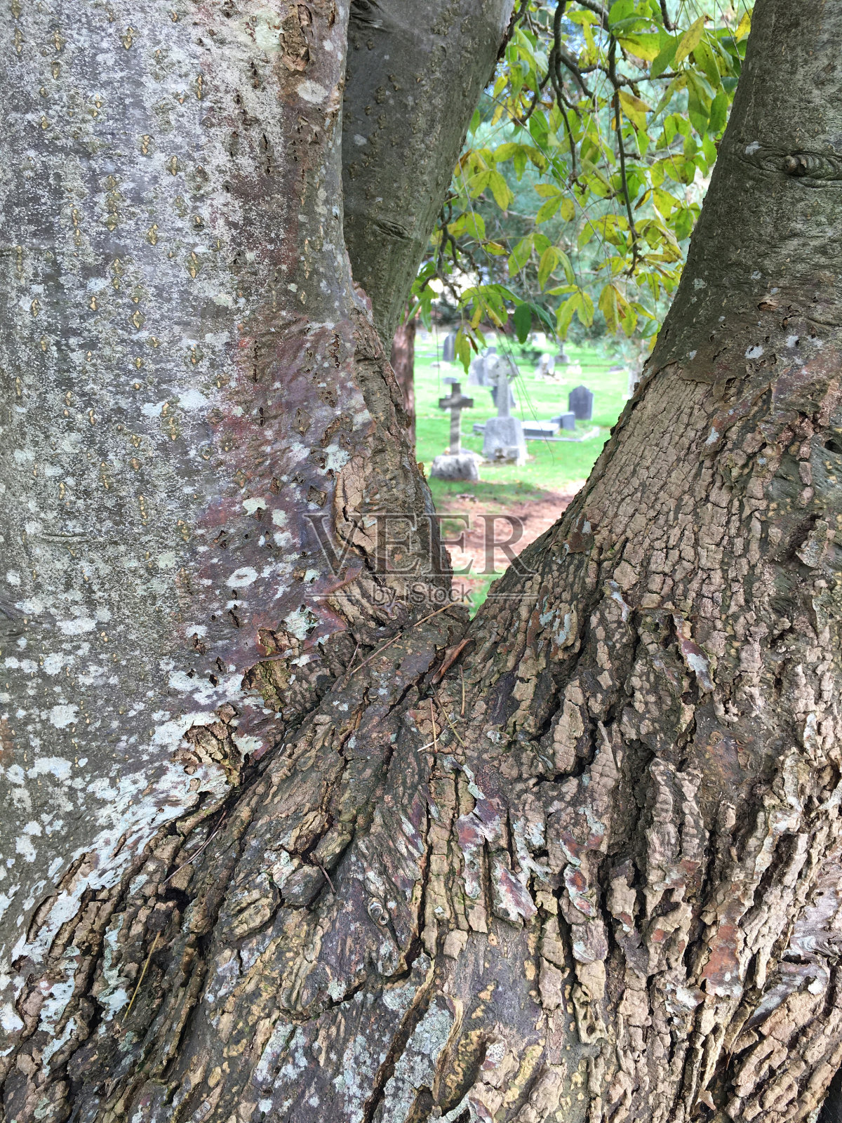 金链(金链)-树皮/树干照片摄影图片