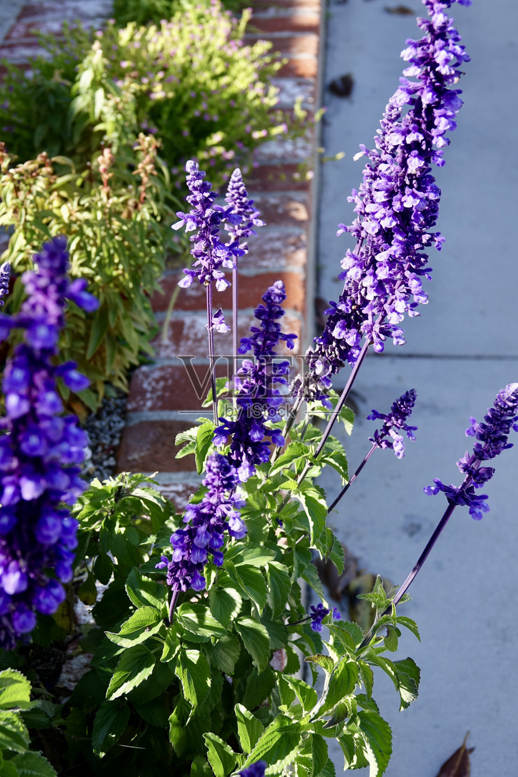 深紫色的薰衣草在明亮的阳光下盛开照片摄影图片