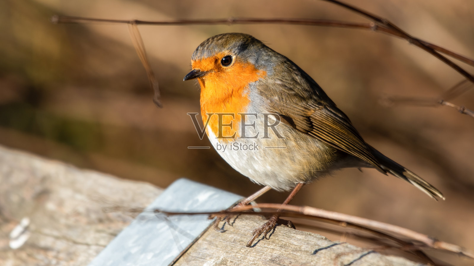 欧洲罗宾照片摄影图片