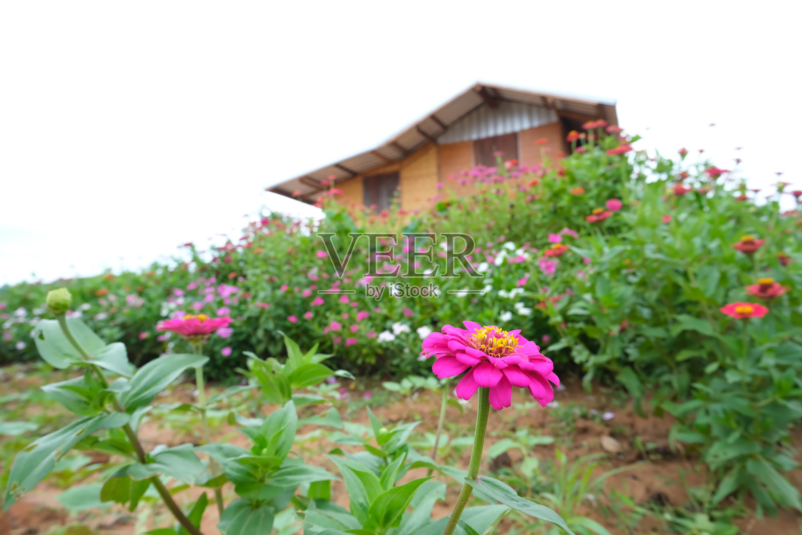 花园里粉红色的百日菊。照片摄影图片